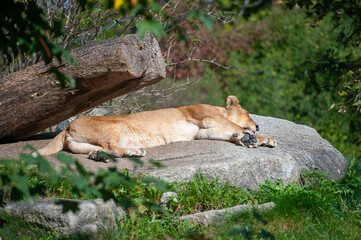 Sleeping lion wife on a stone