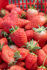 strawberry on market