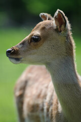 young deer with grass landscape in the background