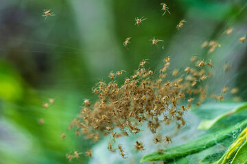 Close up of the nest of a raft spider filled with small baby spiders