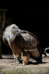 majestic vulture with beautiful feathers