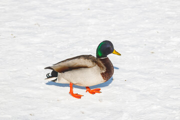 Ducks left to spend the winter walk in the snow in the city park. On a cold winter day, ducks sit in the snow.