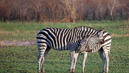 Two young zebra play fighting, South Africa
