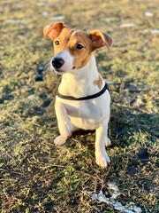 funny puppy jack russell terrier close up