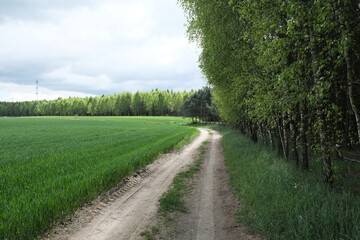 Fototapeta premium A dirt road between a forest and a field covered with young grains on a sunny spring day