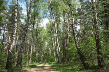 Beautiful pathway in the woods on a sunny spring day