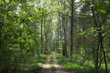 Beautiful pathway in the woods on a sunny spring day