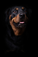 Rottweiler Studio-Fotografie