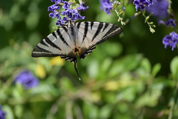 black and white butterfly