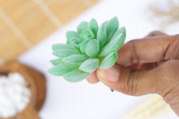 Beautiful Mini Cactus Succulents flat lay nature artistic vintage on a white bright blurry background