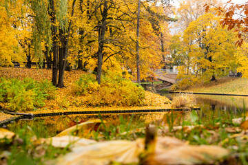 Low angle shot in park to canal water, bridge and golden yellow maple trees and their colorful reflections in canal water during autumn day at Bastion Hill Park, Riga, Latvia