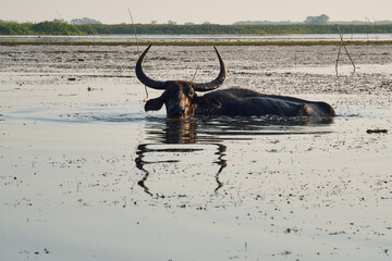 Obraz premium Buffalo lived by the river. and can swim