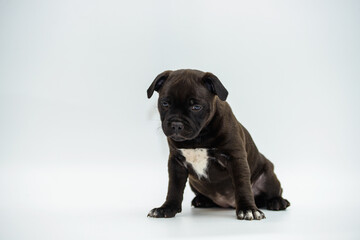 brown english staffordshire bull terrier puppy sitting on white background, close-up 