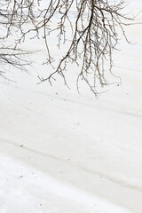 Fototapeta na wymiar Vertical photo of hanging leaveless branches in frozen river background