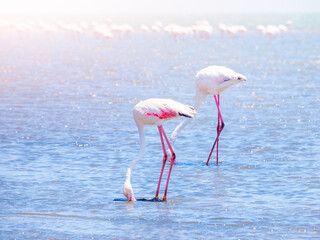 Fototapeta na wymiar Flamingos eating from shallow water