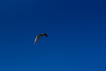 Gull flying in blue sky