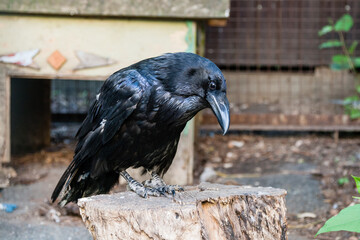 Beautiful black crows sit on a stump