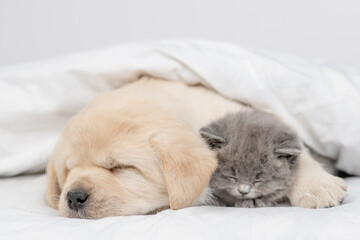 Golden retriever puppy sleeps with gray kitten. Pets huggung together under white warm blanket on a bed at home