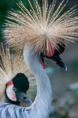 Beautiful crowned crane (Balearica pavonina)