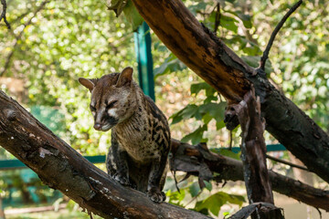 Spotted genetta on a close-up branch