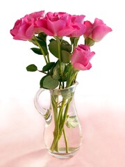 pretty,fragrant pink rose close up