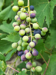 Unripe wine  grapes on the vine in summer in Tuscany, italy