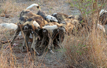 Obraz premium Pack of Wild Dogs feeding on a kill, South Africa 