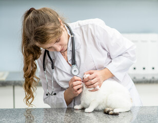 Female vet doctor checks teeth to a cat at vet clinic