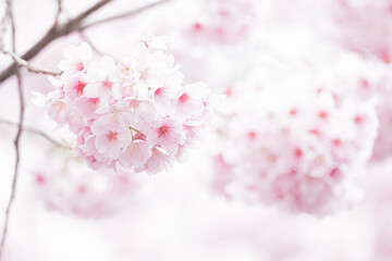 初春の桜