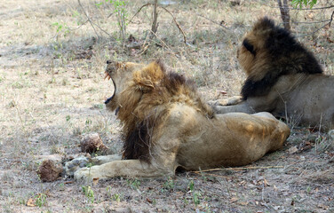 Two old lions, one of them yawning
