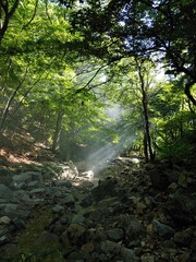 morning in the forest