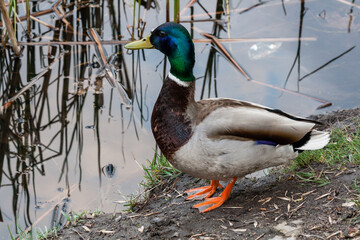 drake stands on the shore