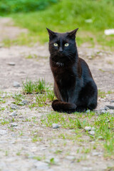 Naklejka na ściany i meble Beautiful black cat with green eyes