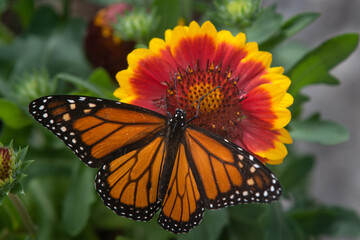 Monarch butterfly, Danaus plexipus, on red and yellow blanket flower, Gaillardia X Grandiflora