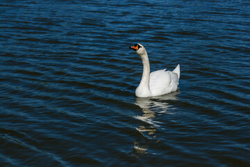 Beautiful swan floats on the lake