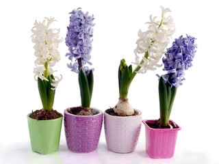 various,multicolor flowers of hyacinth spring plants