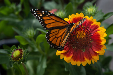 Monarch butterfly, Danaus plexipus, on red and yellow blanket flower, Gaillardia X Grandiflora