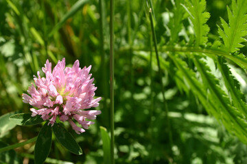 lila Wiesen Klee / Rotklee, Nahaufnahme der Blüte vor grüner Wiese