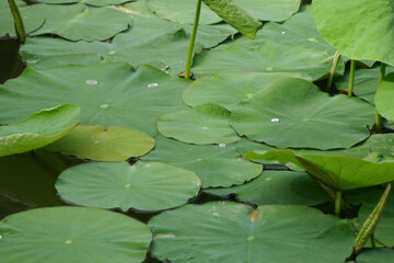 Aufblick auf eine Vielzahl von Seerosenblättern auf einem Teich