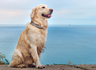 White golden labrador retriever dog on the beach