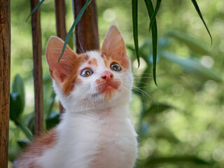 Kitten playing in the garden.