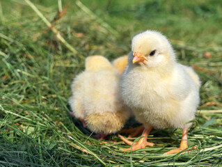 Little yellow cute baby chicks.