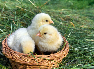 Little yellow cute baby chicks.