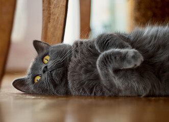 Portrait of a gray relaxed cat
