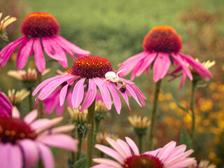 White widow spider (Latrodectus pallidus) caught a bee on flower of Echinacea