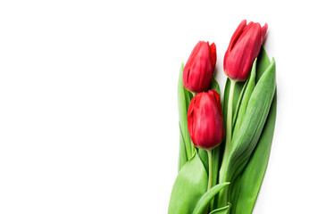 Red tulips on a white background. Spring bouquet of flowers.