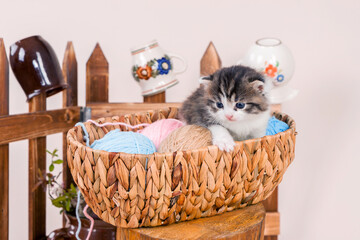 Fototapeta na wymiar cute kitten sitting in a basket with balls of cotton balls