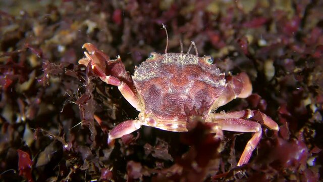 Biocoenosis of red alga phyllophora (Phyllophora crispa): swimming crab lives among the alga has camouflage coloring.