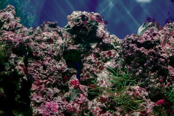 Fototapeta na wymiar Beautiful underwater background with tropical colorful fish and corals.
