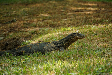 Huge monitor lizard laying on the grass in a public park in Bangkok, Thailand